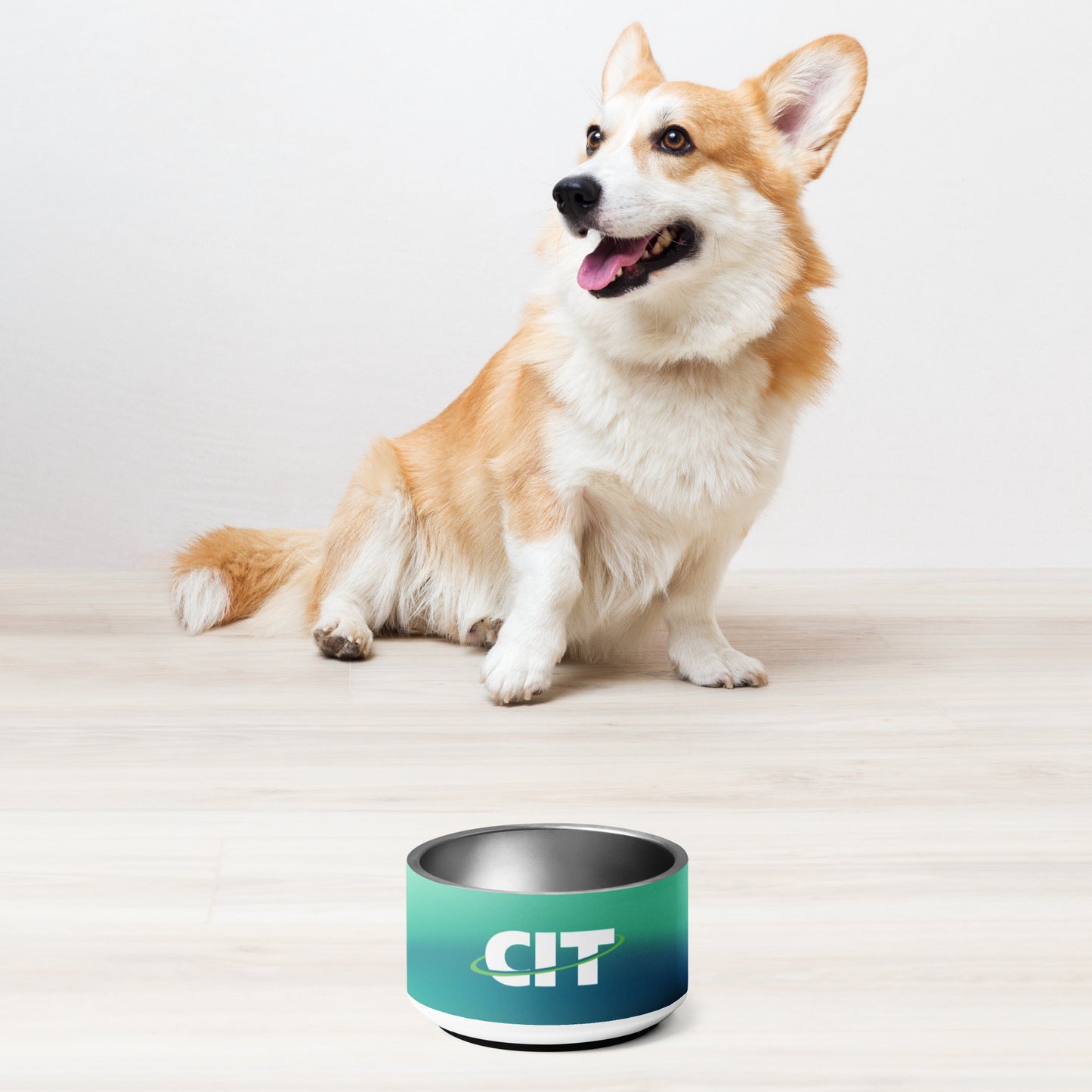 CIT Gradient Pet bowl